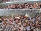 image of grave number 373617